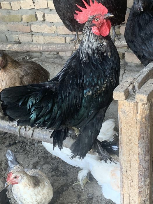 Шахарлик қора хўроз сотилади