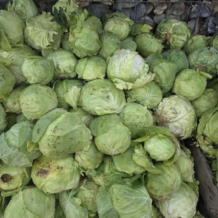 Varza pentru animale