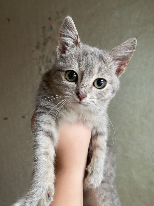 Кошечка ищет дом