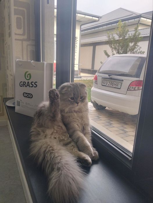 Вязка ,Скоттиш фолд, 1 год