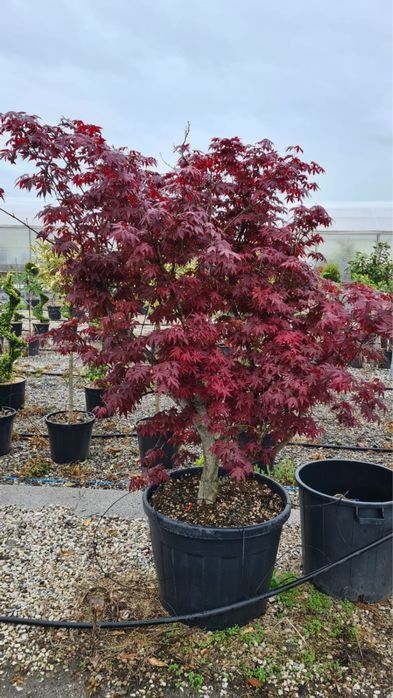 Artar japonez  ( acer palmatum) arțari japonezi
• cu frunze rosii sau