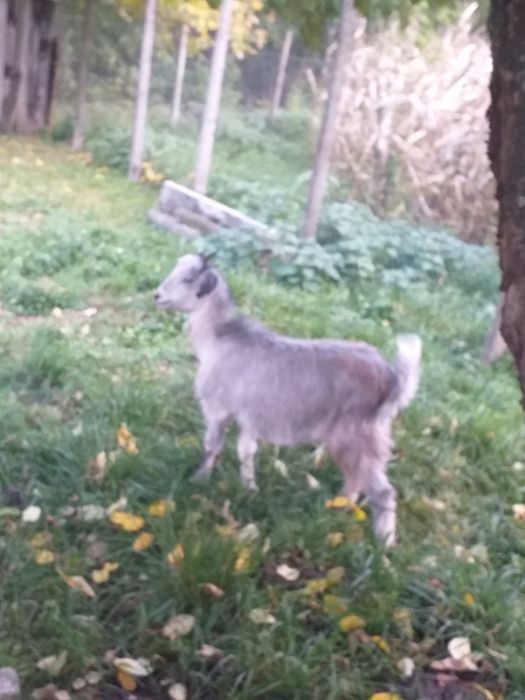 Vând capra alpina franceza