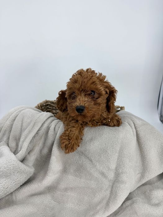 Пудел Мини-Той/ Poodle