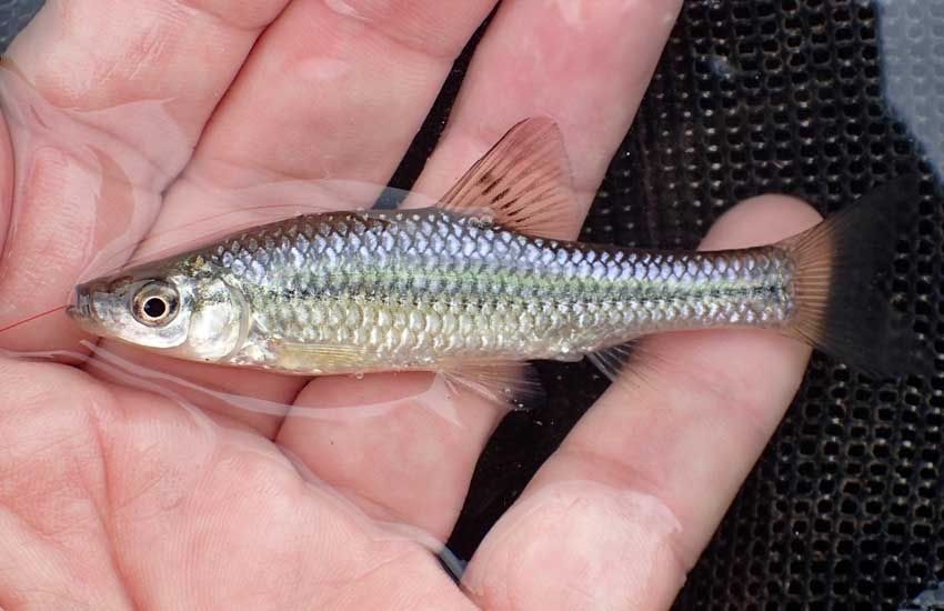 Живец Чебак Карась  Круглосуточно