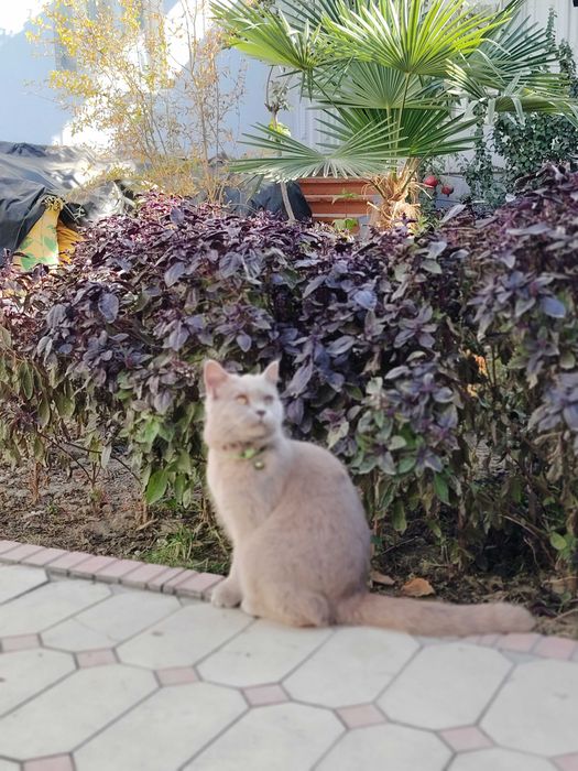 Скоттиш страйт Мушук