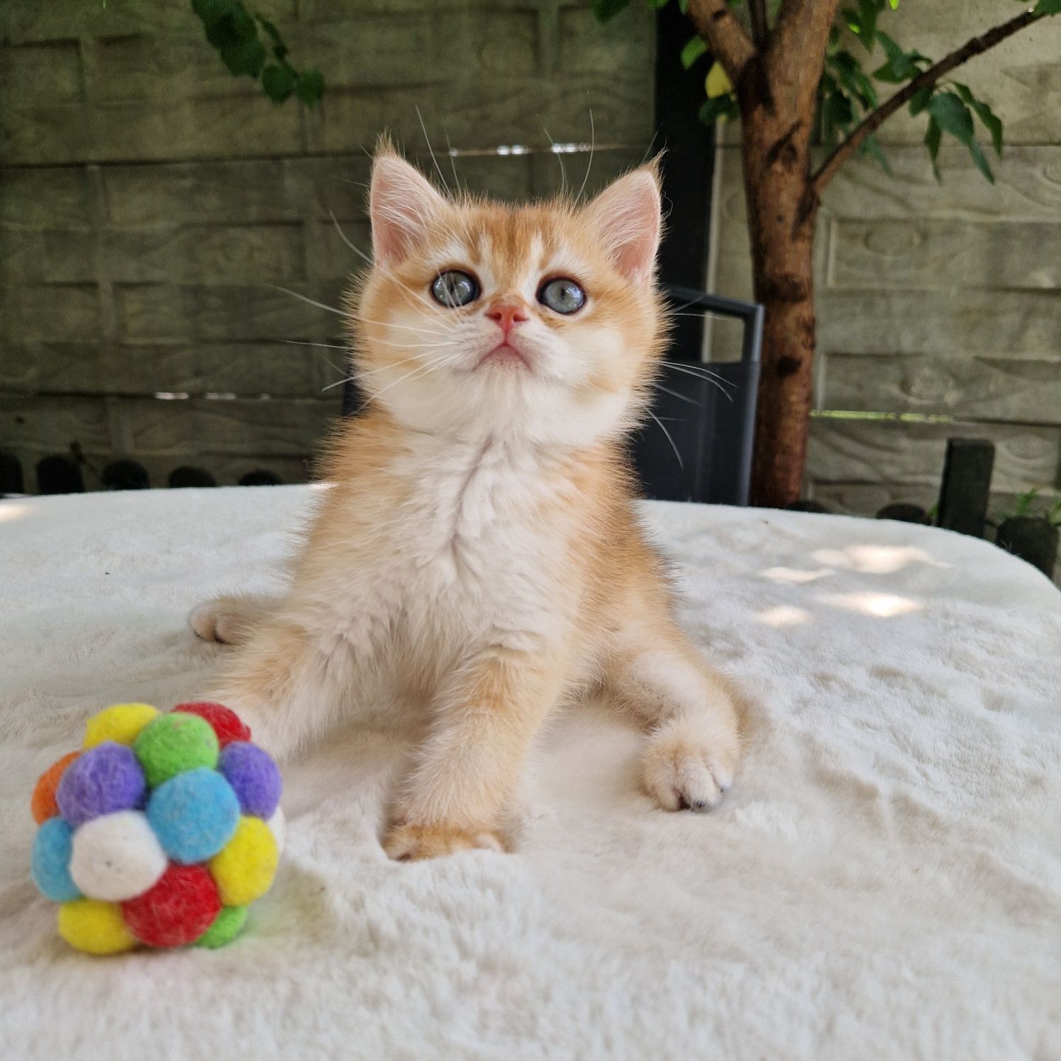 British shorthair golden