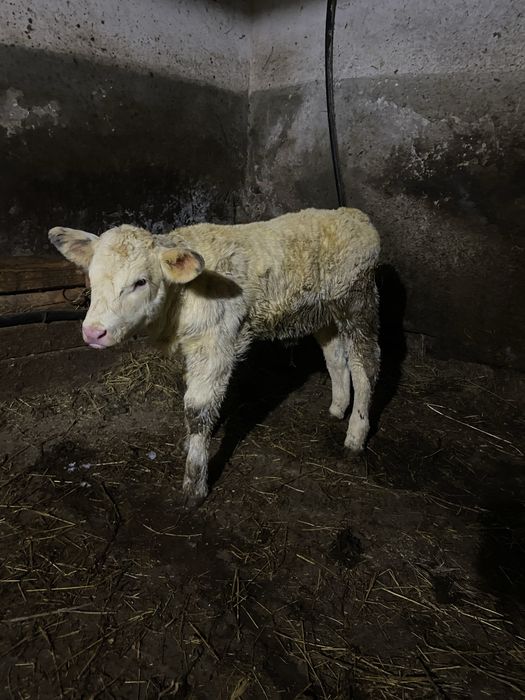 Vand doi vitei de 3 saptamani