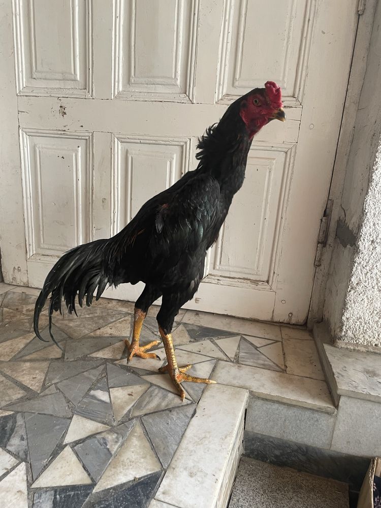 Kulangi zor xoroz sotladi