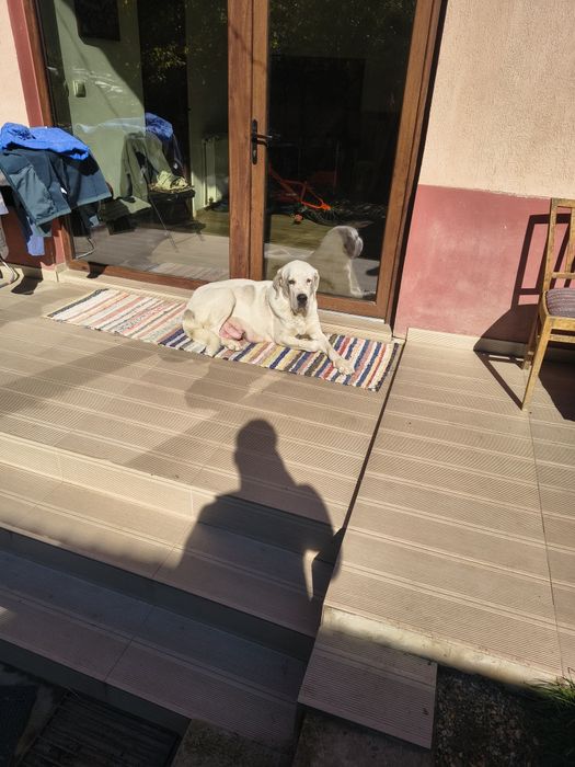 Ciobanesc de Asia Centrala( Alabai)