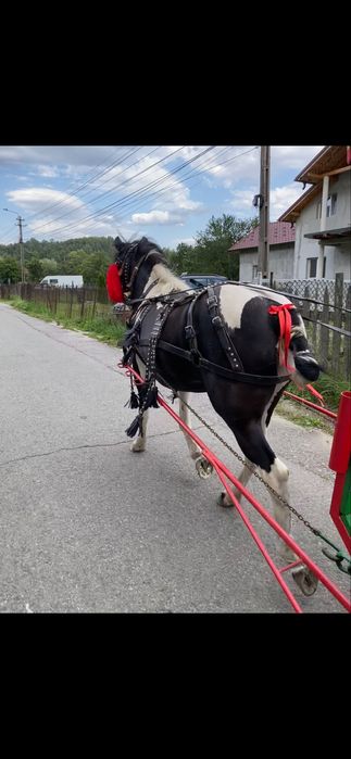Vand ponei pinto