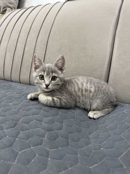 Отдам котенок мальчик в добрые руки