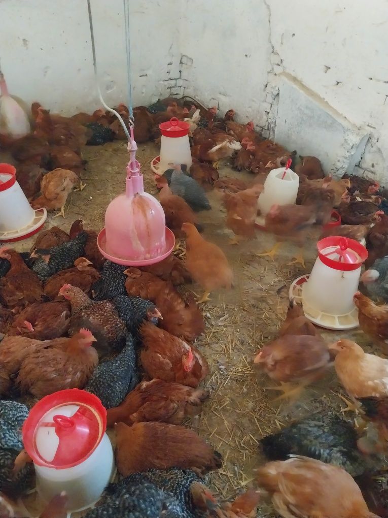 Vând pui de carne și rasă mixta