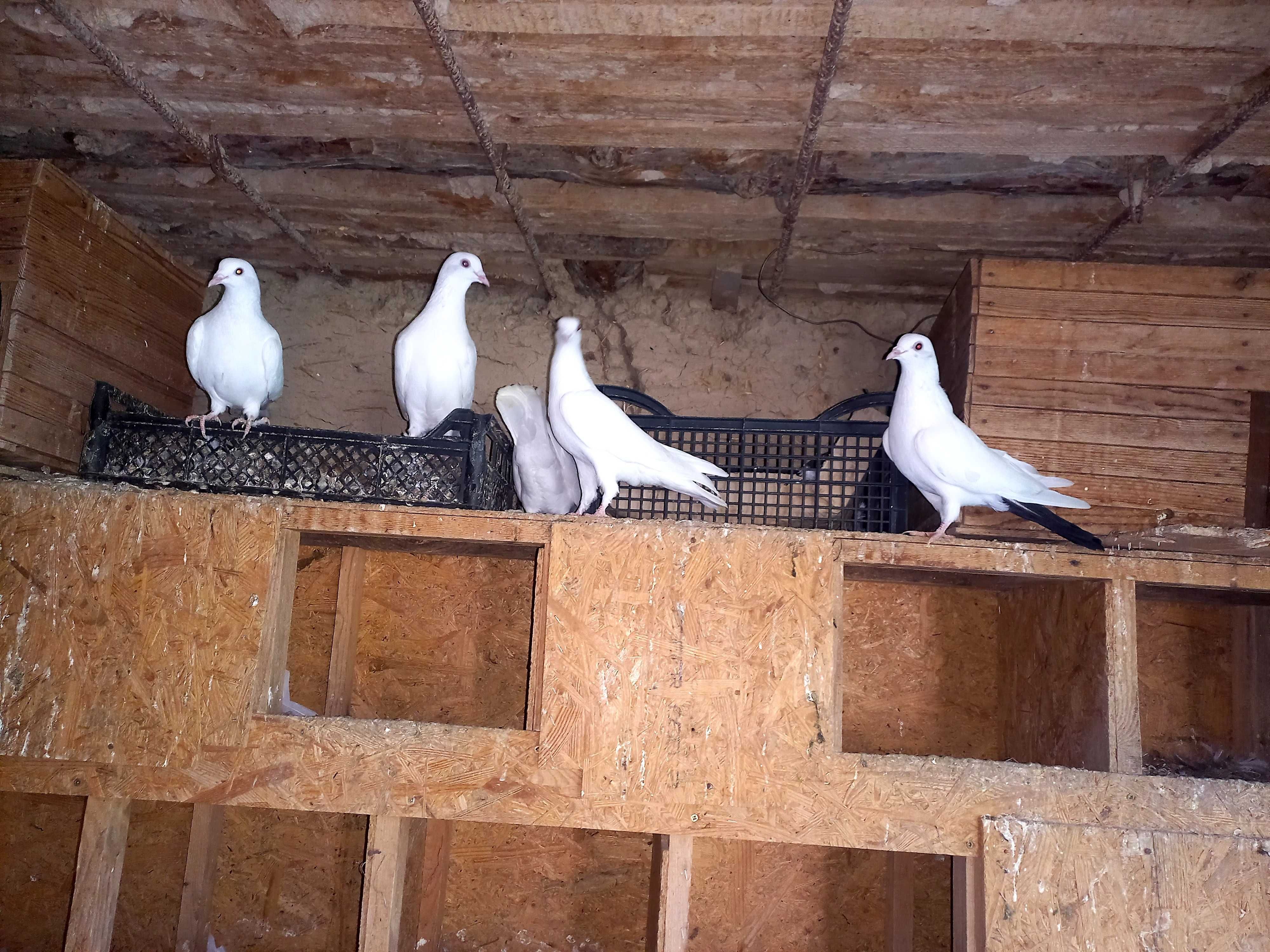 Белые чисто породные голуби
