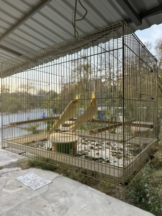 To’tiqush karella juft 2 ta sotiladi qafasi bilan 550000 kelishamiz