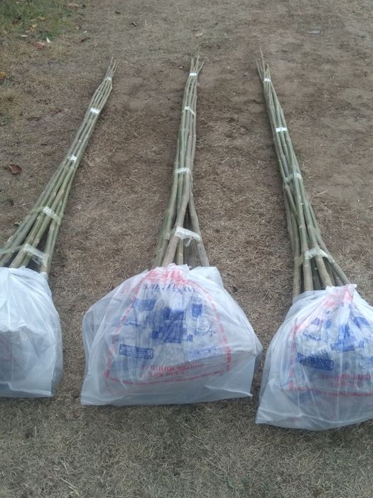 *Павловния Ағаш көшеті сатылады.Сорты-Фте. Суыққа төзімді болады.Кө