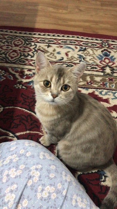 Британская короткошерстная