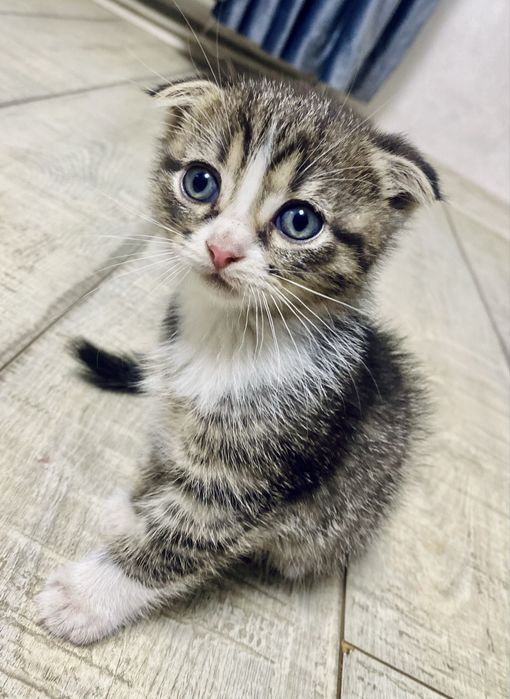 Donez pisică scottish