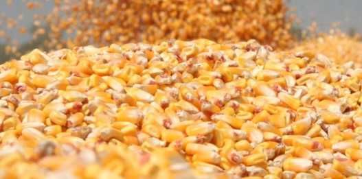 Vand porumb/grau recolta 2025