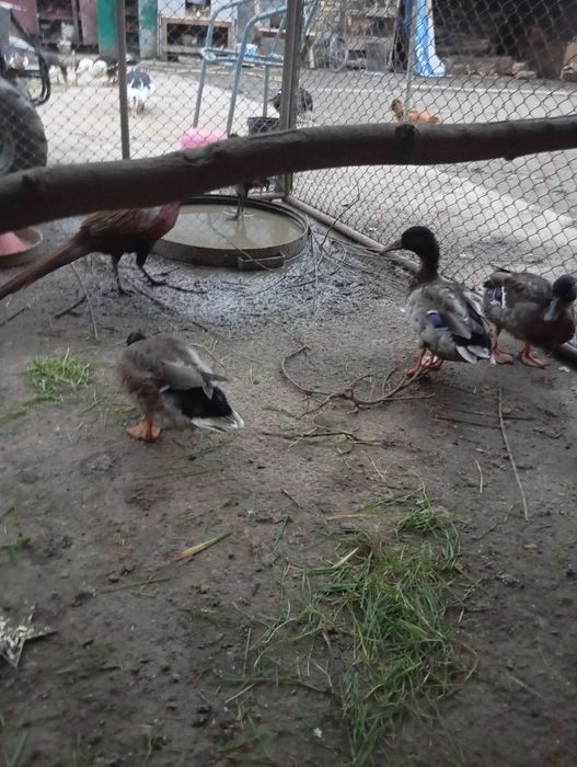 Schimb 2 ratoi sălbatici