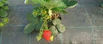 AGROTEXTIL=Rezistent Perforare=Mulcire Capsuni/Afini/Gradini de Legume