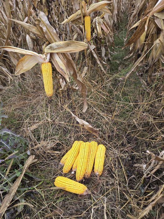 Porumb știuleți KWS