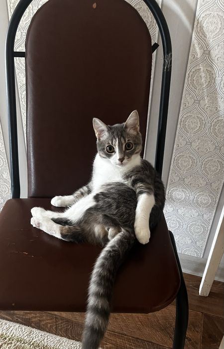 Отдам в хорошие руки