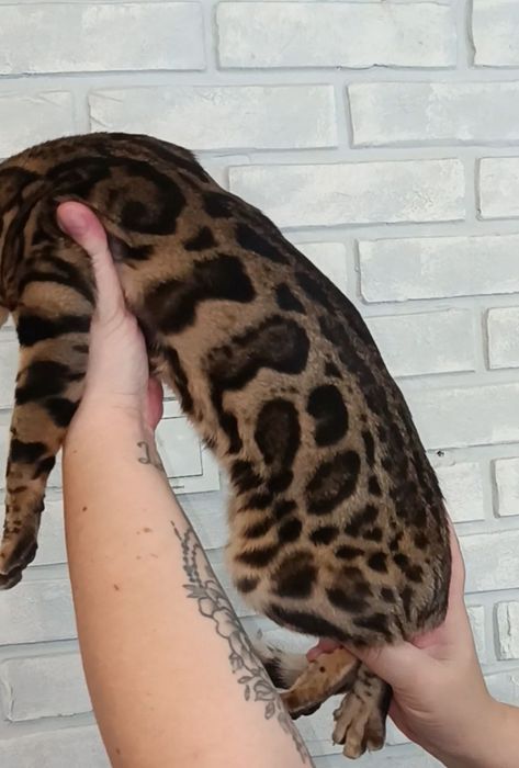 Бенгальские котята