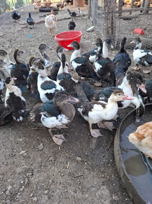 Boboci rața leșească(Cairina moschata.)