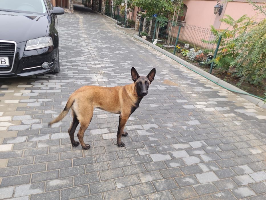 Vand femela ciobnesc belgian malinois
