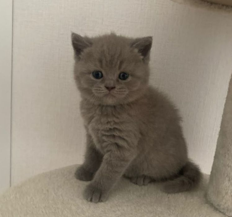 Прямоухий шотландский чистокровный котёнок