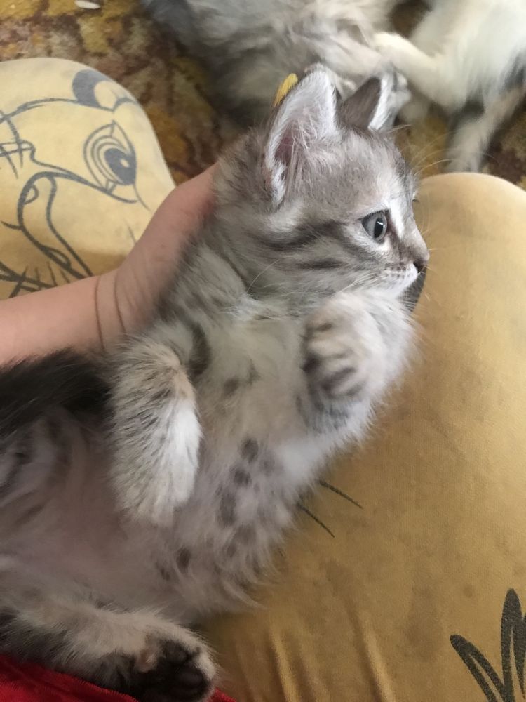 Котята возраст два месяца