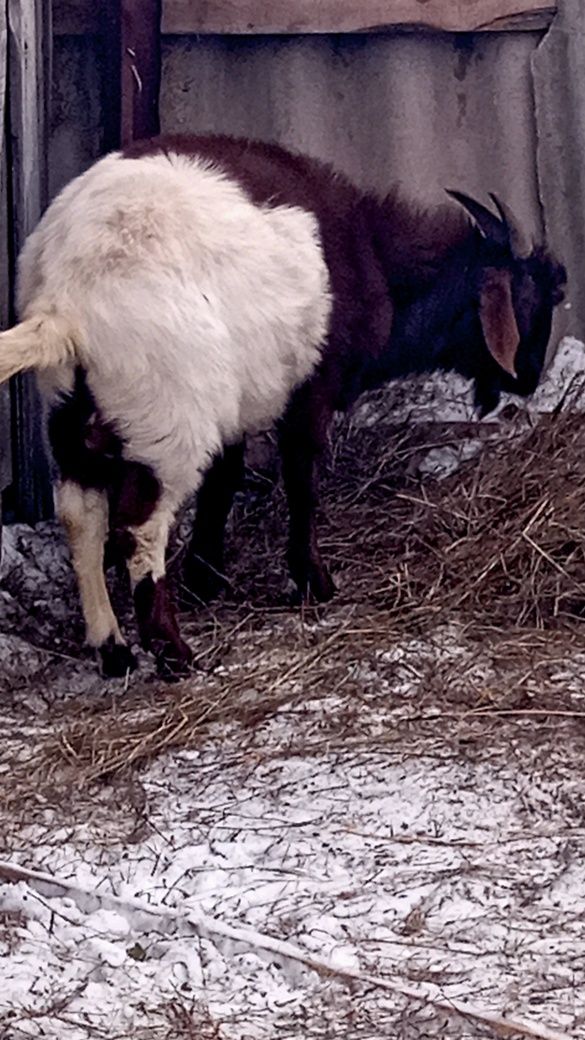 Обменяю козла нубийской породы на альпийского козла