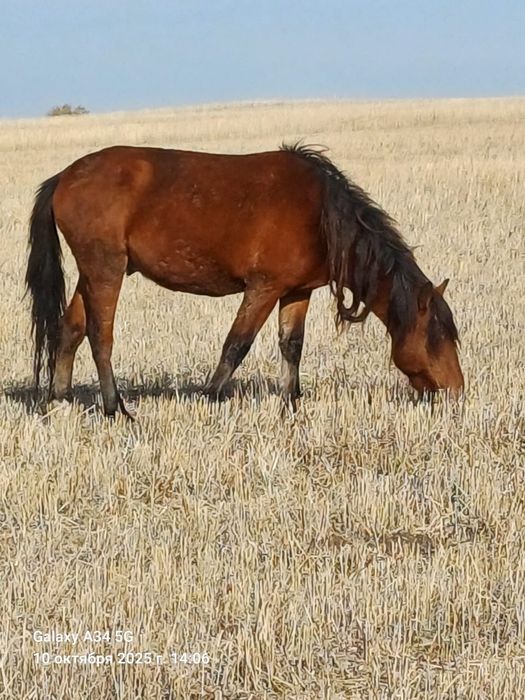 Продам лошадь кунан