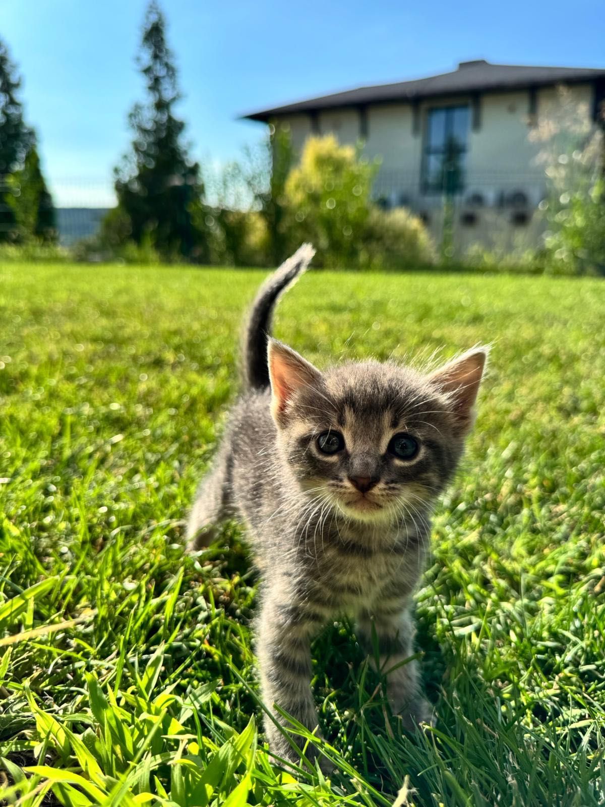 Подярявам малки котенца