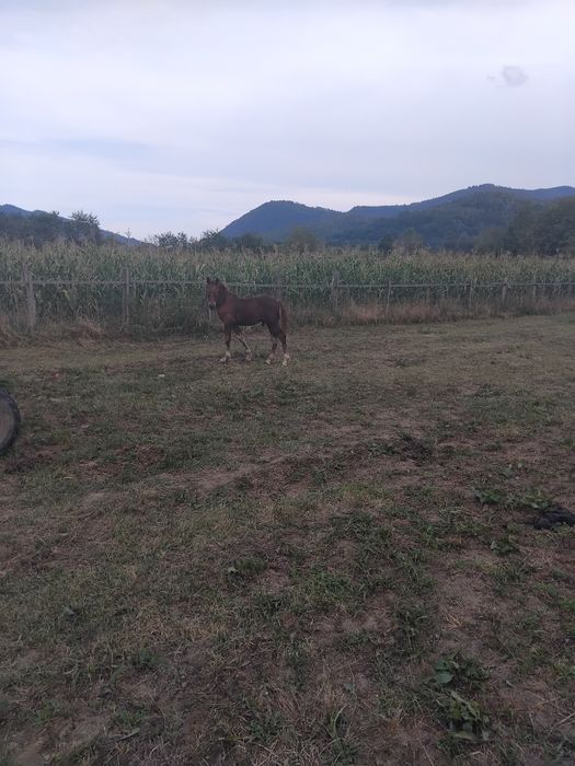 Vând manz de 3 luni
