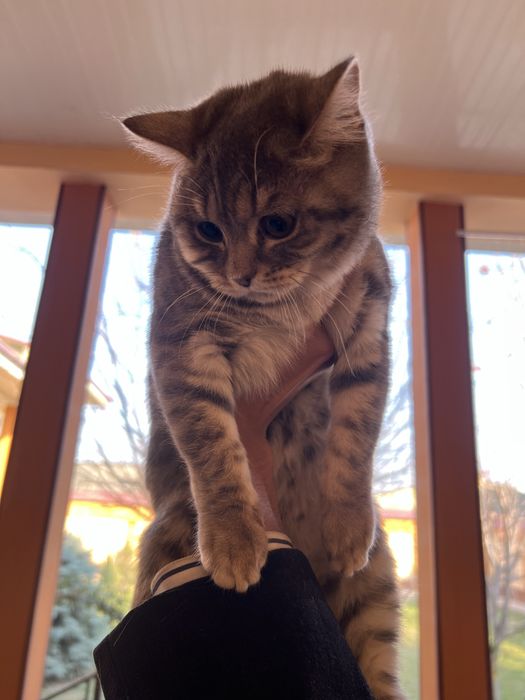 Scotish strayt sotiladi