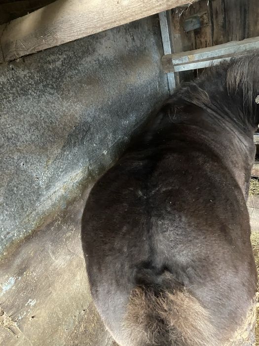 Продам согым жирный 3 летка