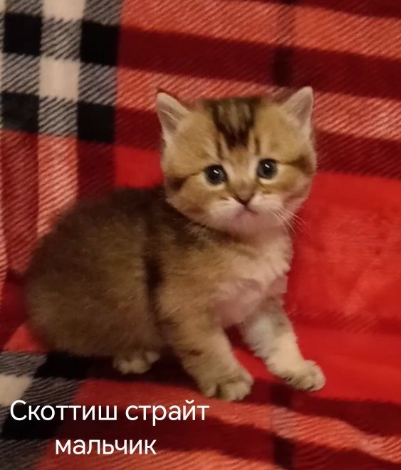Шотландские чистокровные котята Золотая шиншилла