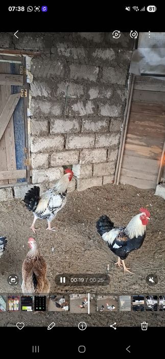 Сельхоз животные