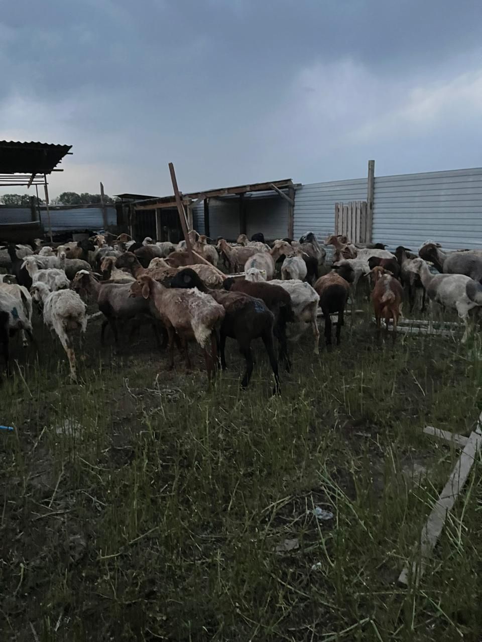 Бараны и козы ммми