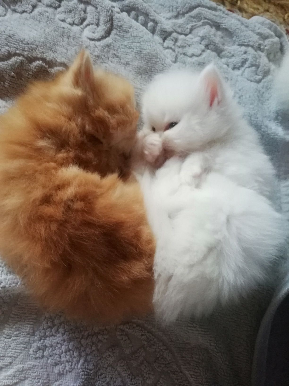 Персийски котенца