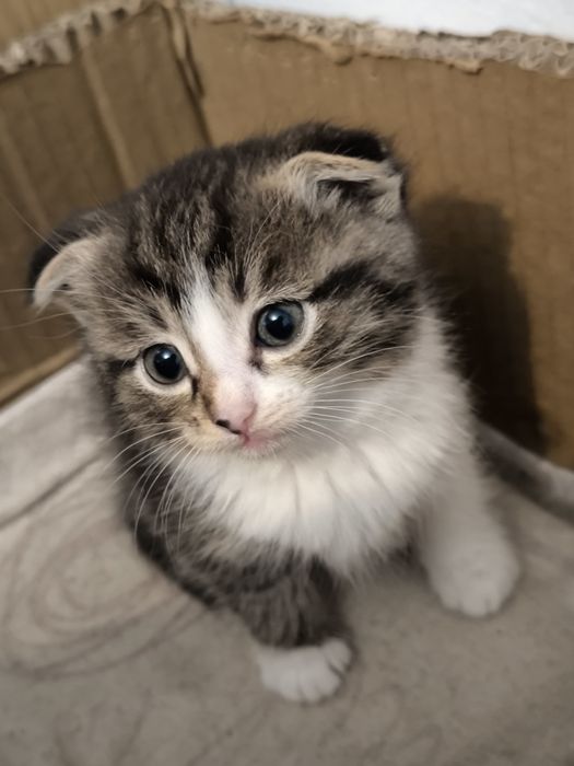 Отдам шустрых котят