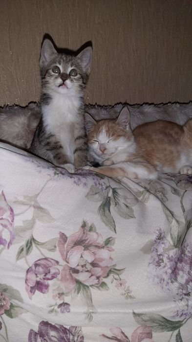 Домашние котята ищут дом