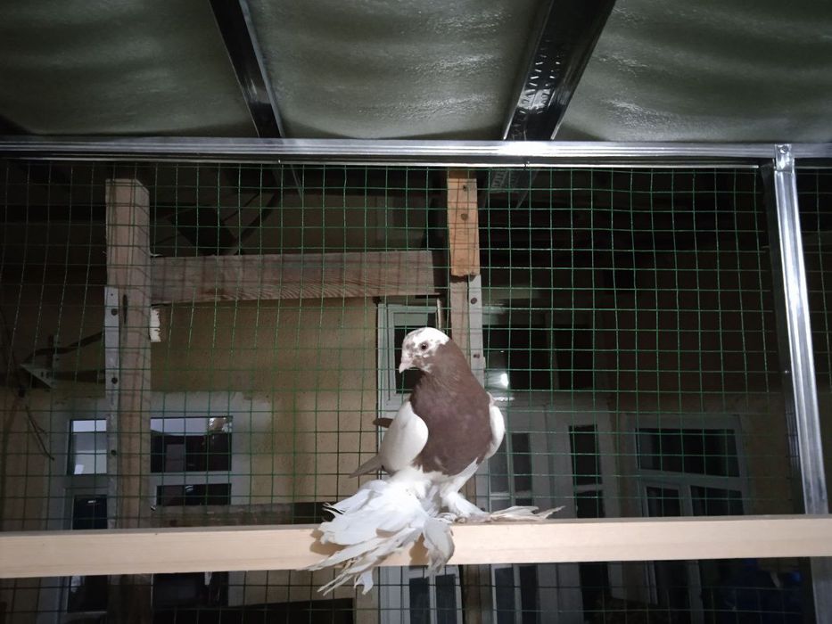 Продаются голуби