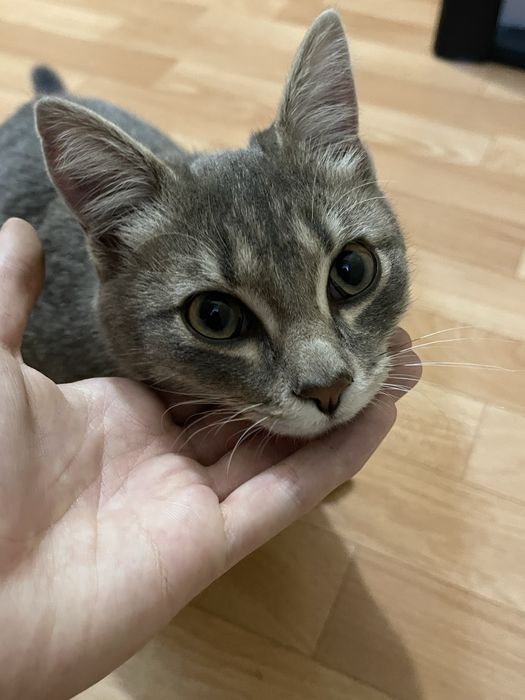 Котенок ищет дом