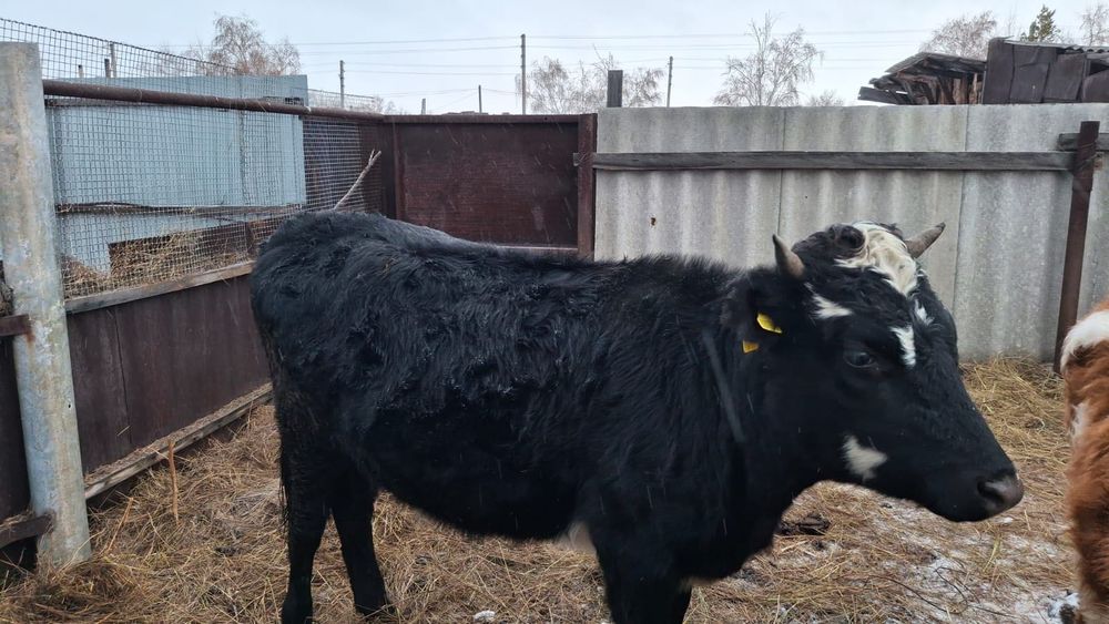 Телочка черно-пестрая