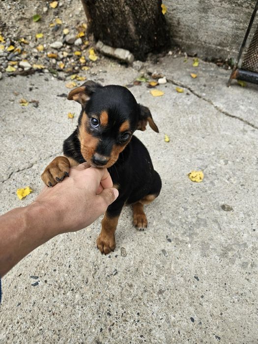 Подарява се мъжко куче Гонче