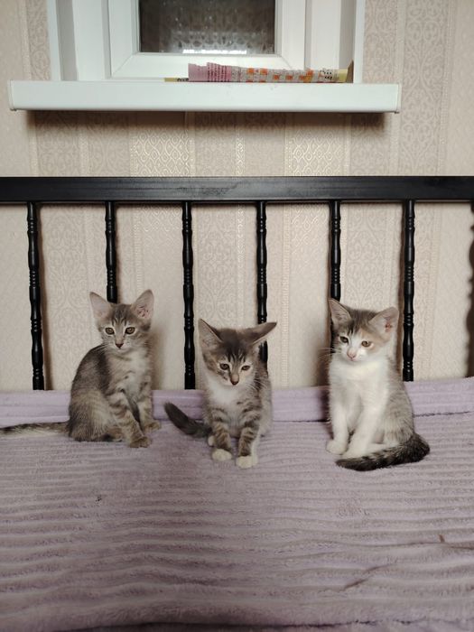 Милые домашние котята