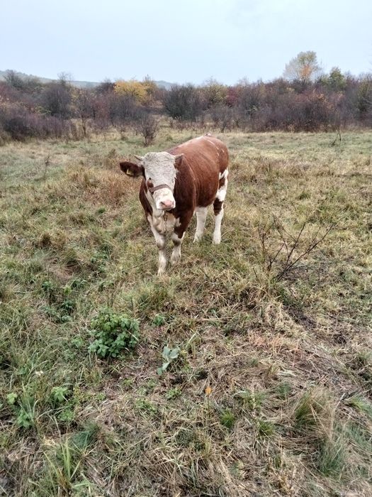 De vânzare juninca bălțată românească de 11 luni din vaca buna de lapt