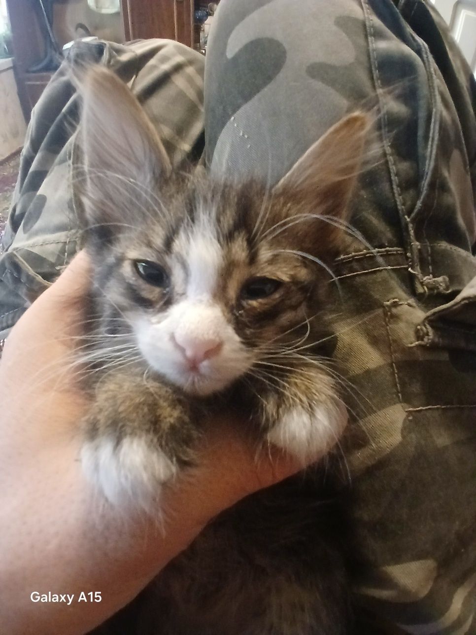 Котята двух месячные